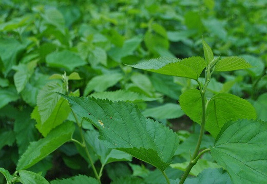 桑叶提取物，自然界的健康守护者