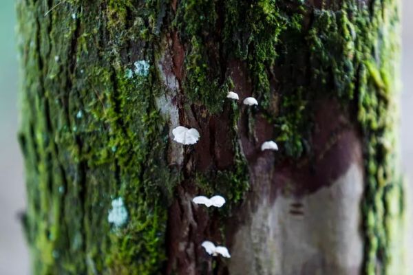 探索自然奇迹，揭秘Centella——植物界的奇迹之水