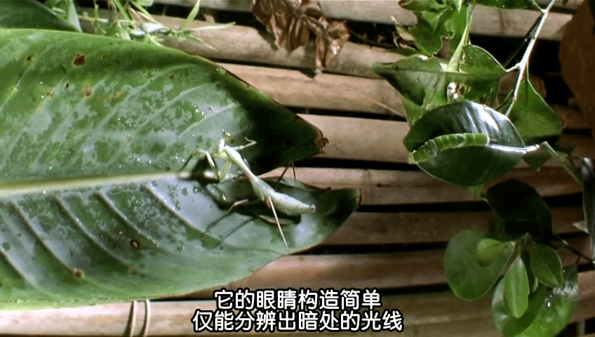 探索天然植物化学物质，Genistein的神奇功效