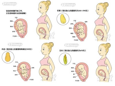 39周胎儿双顶径标准，了解胎儿发育的黄金时期