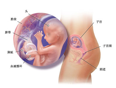 探索生命的奇迹，怀孕14周胎儿彩超图揭秘