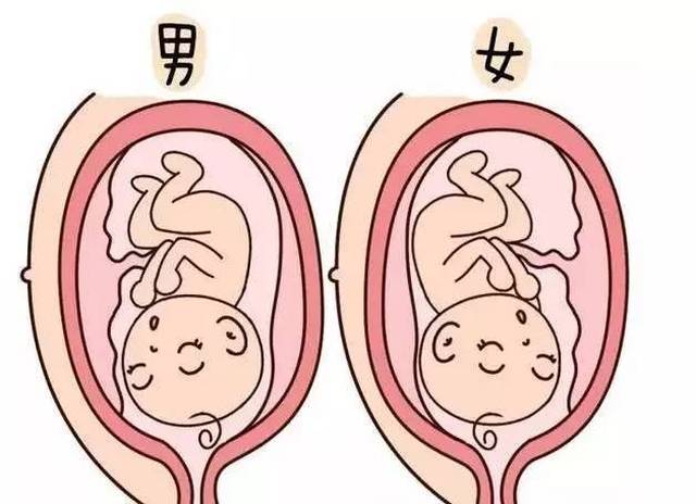 分辨胎儿性别的科学方法与伦理考量