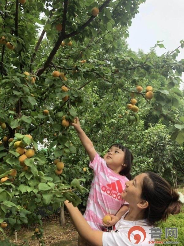 杏子与孕期，自然的馈赠与科学的呵护