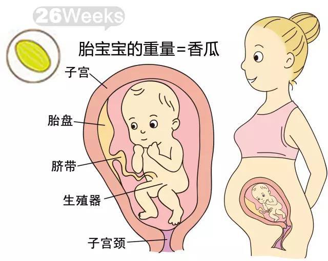 胎儿入盆的奥秘，揭秘胎儿多少周会入住母体骨盆