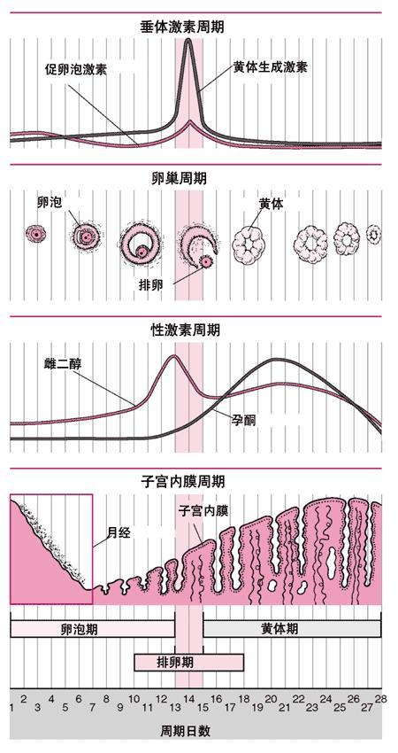 月经来了，是否意味着不会怀孕？——揭开月经周期中的疑惑