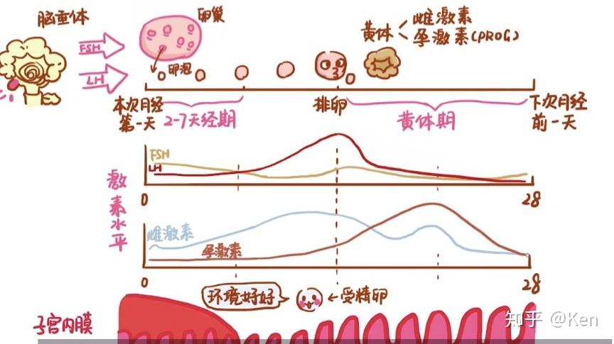 排卵期同房怀孕几率，科学解析与优化策略