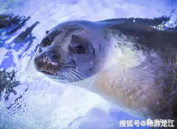 七星长条与蟑螂的50期奇缘，一场科学观察的深度剖析