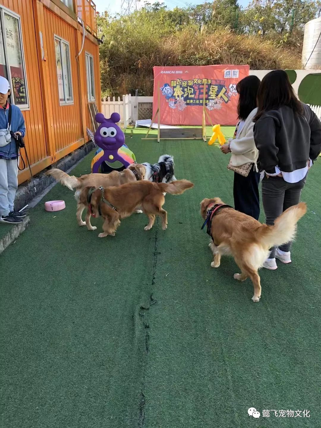跑狗网，网络时代的宠物乐园与社区新风尚跑狗网555436网站5sv5436