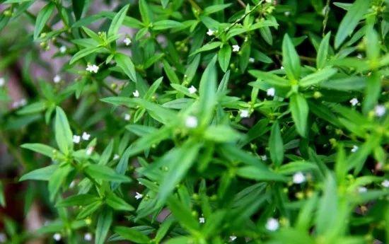 今晚9点30，揭秘开奖生肖的神秘面纱今晚9点30开什么生肖,香港